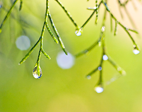 dewdrops21.jpg