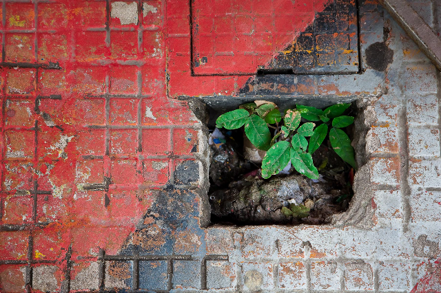 Digital Dog Photography Digital Dog Photography