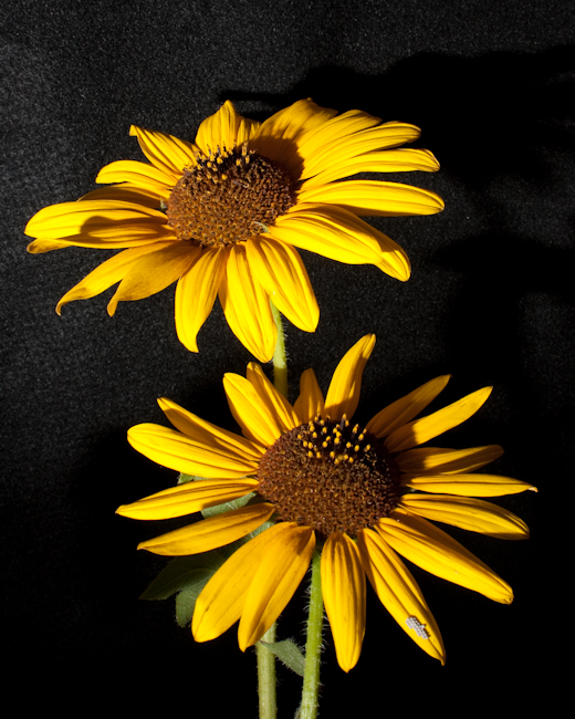 A few sunflowers A few sunflowers