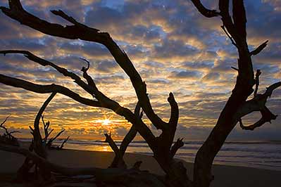 Bull Island, SC bull_island