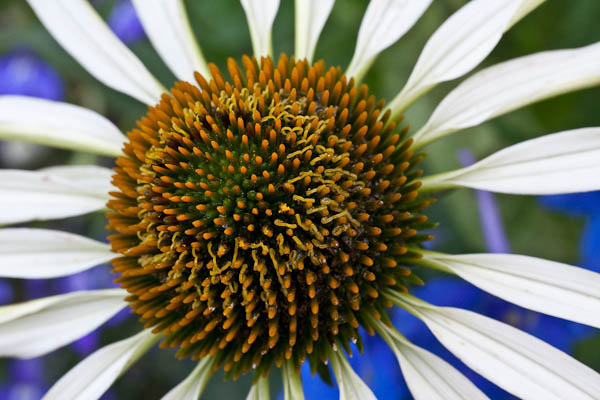 Filling the Frame in Downtown Denver