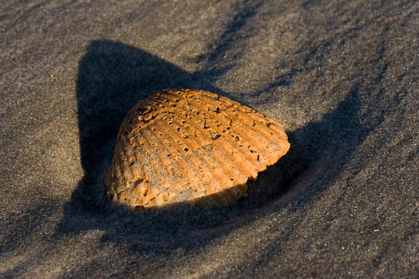 Curved Seashell