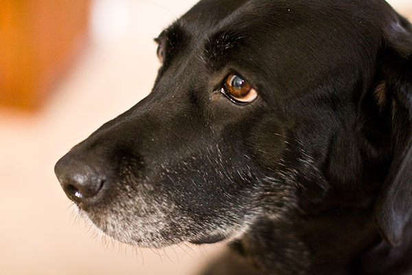 Portrait Test from Sigma Portrait Test from Sigma