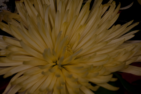 Taken with the Rayflash Taken with the Rayflash