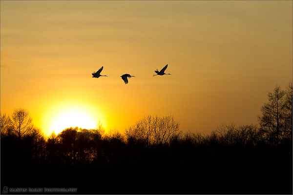 Sunset Flight of the Cranes