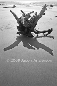 Bull Island B/W Bull Island B/W