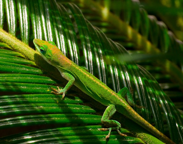 It Ain't Easy Being Green