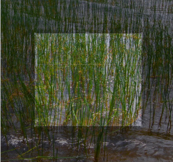 Crop Guides in Photoshop Crop Guides in Photoshop