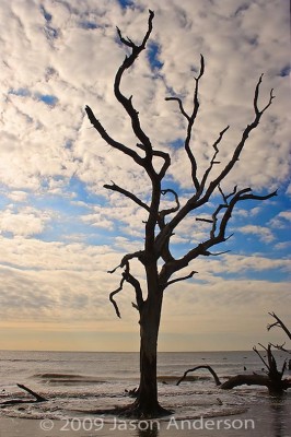 Bull Island Arms Bull Island Arms