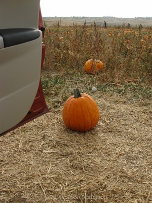 Pumpkin Trip 7