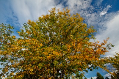 Yellow, Green, and Blue Yellow, Green, and Blue