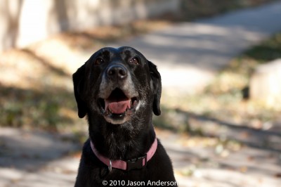 Dog Portrait @ 70mm Dog Portrait @ 70mm