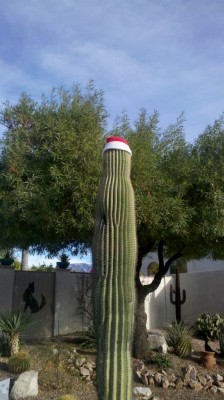 Cactus Cap