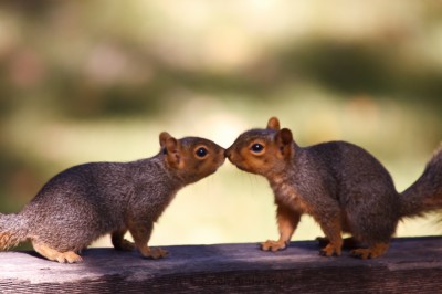 The Sigma 50-500 at 500mm f6.3