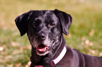 The Sigma 50-500 at 244mm f6.3