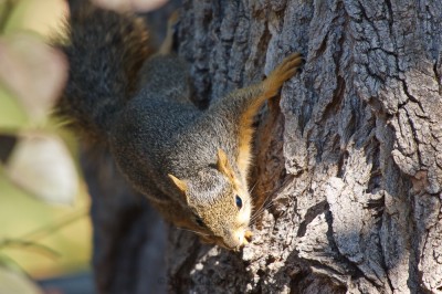 The Sigma 50-500 at 500mm f6.3