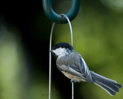 For the Birds For the Birds