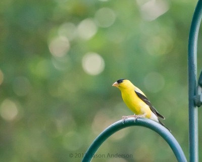 For the Birds 2 For the Birds 2