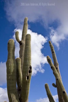Arizona Cactus Arizona Cactus