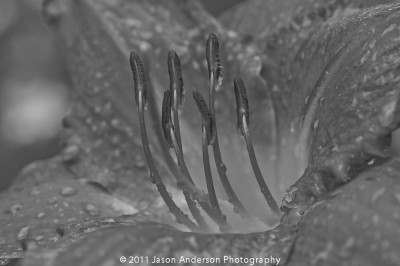 Black and White Flower Black and White Flower