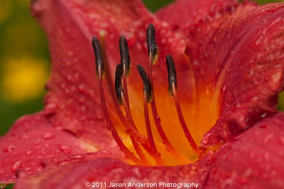 Red Flower Red Flower