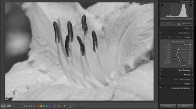 Red Flower +100 Red Flower +100