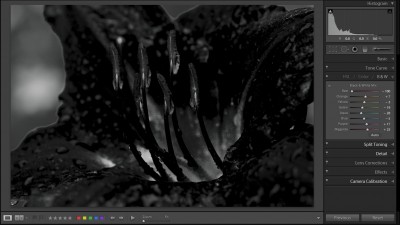 Red Flower -100 Red Flower -100