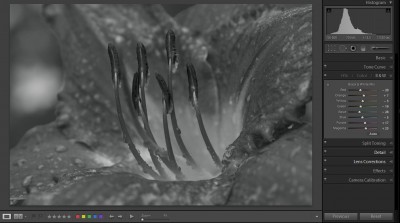 Red Flower Conversion Progress Red Flower Conversion Progress