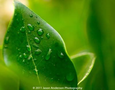 Leaf and Water Leaf and Water