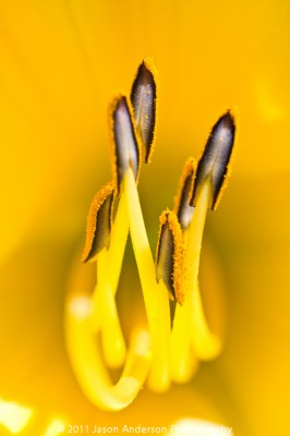 Yellow on Yellow Yellow on Yellow