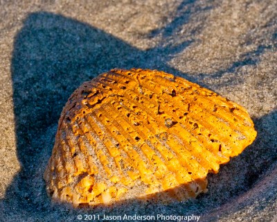 Shell in the Sun Shell in the Sun