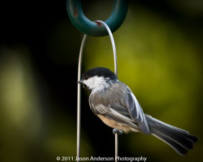 Avian Photography 1