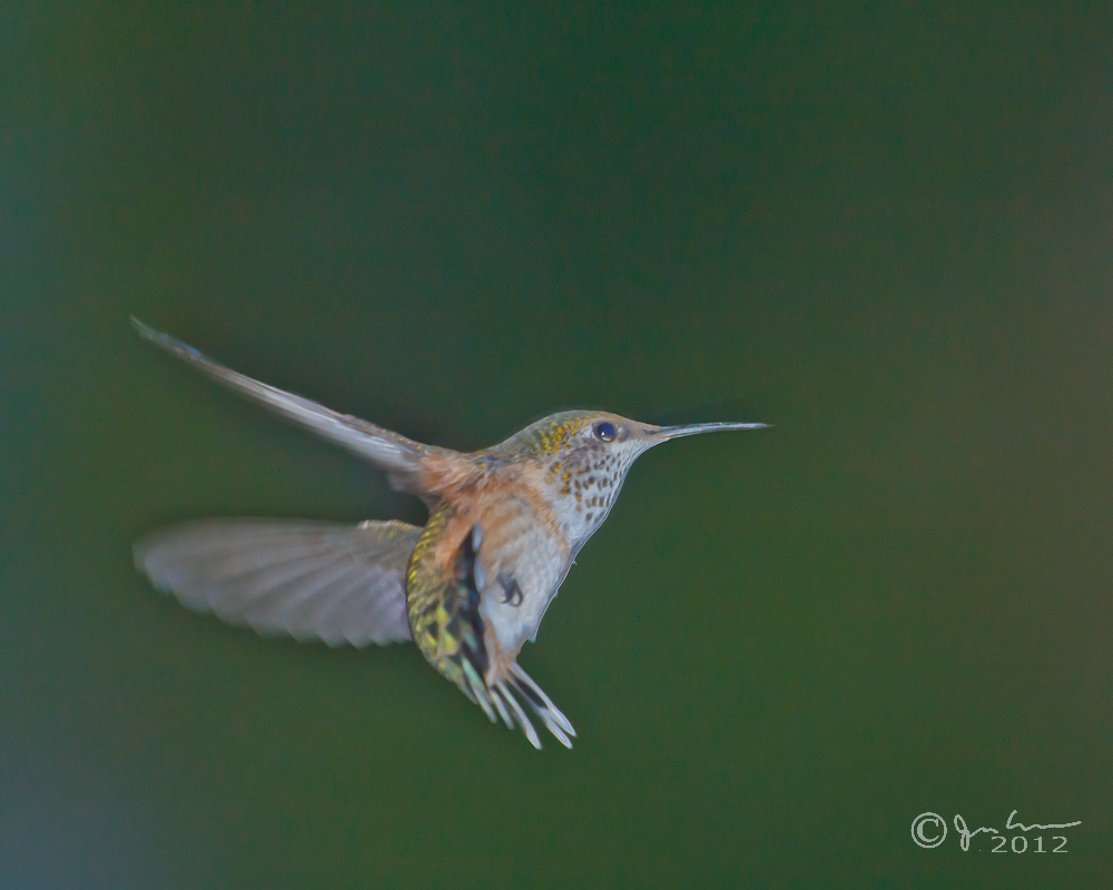 Hummingbird in Flight