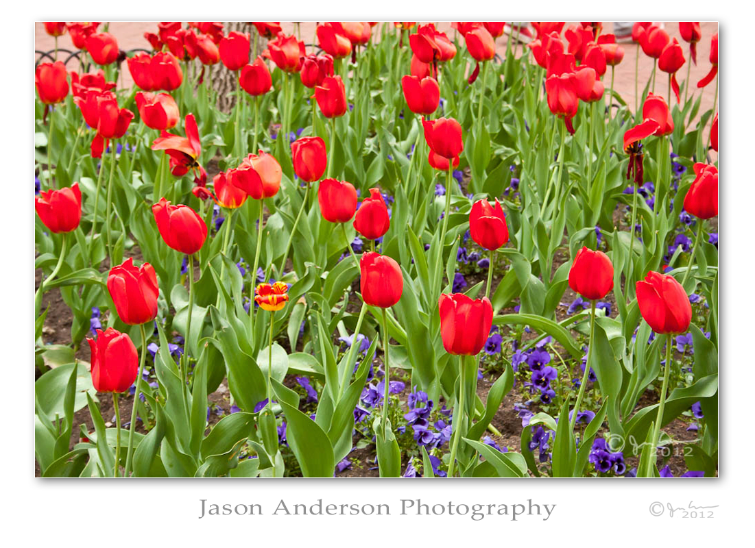 Wordless Wednesday #27: Boulder Tulips