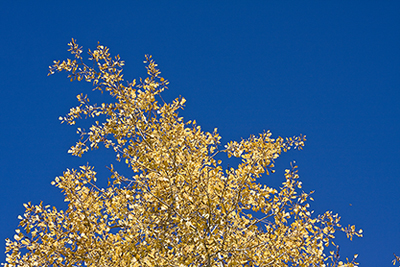 Autumn - Geographic Composition