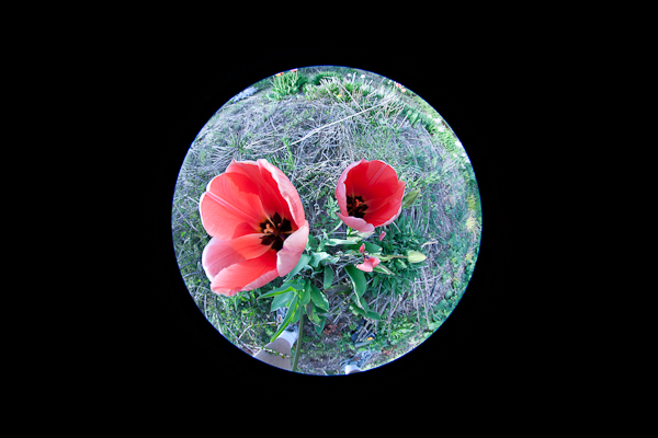 Fisheye