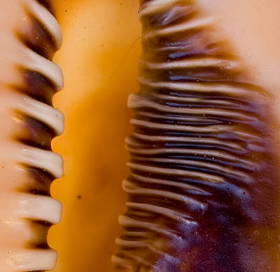 What's This? - Week 10