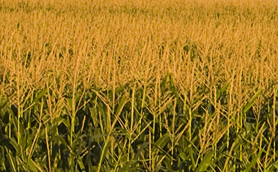 Whats This? - Week 11