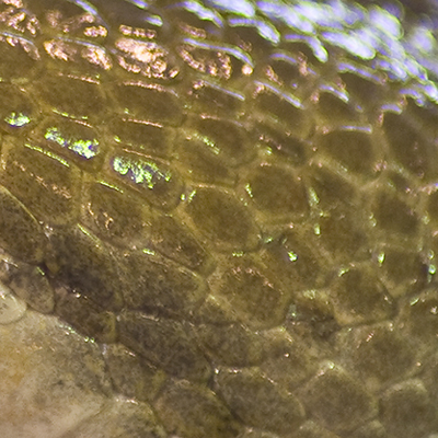 What's This? - Week 16