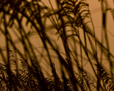 What's This? - Week 19